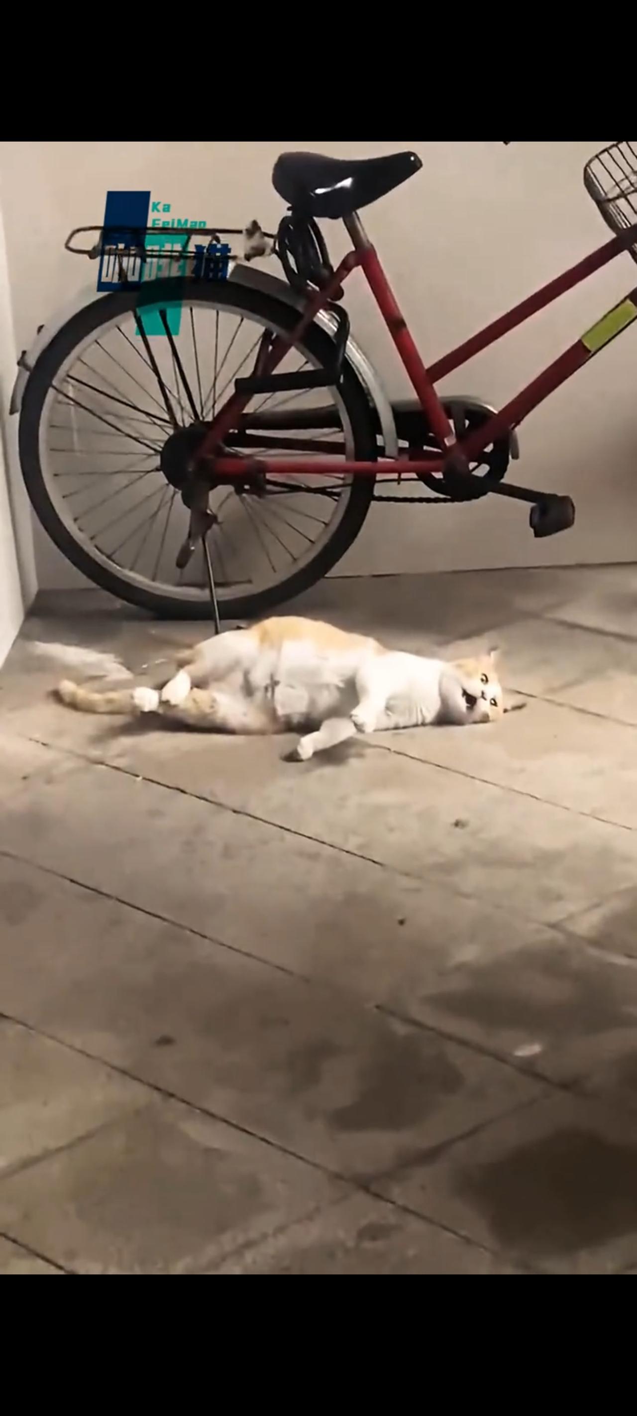 难产的猫妈妈突然之间就趴在地上摸爬滚打起来，此时的她表情也是十分的狰狞，一个劲的
