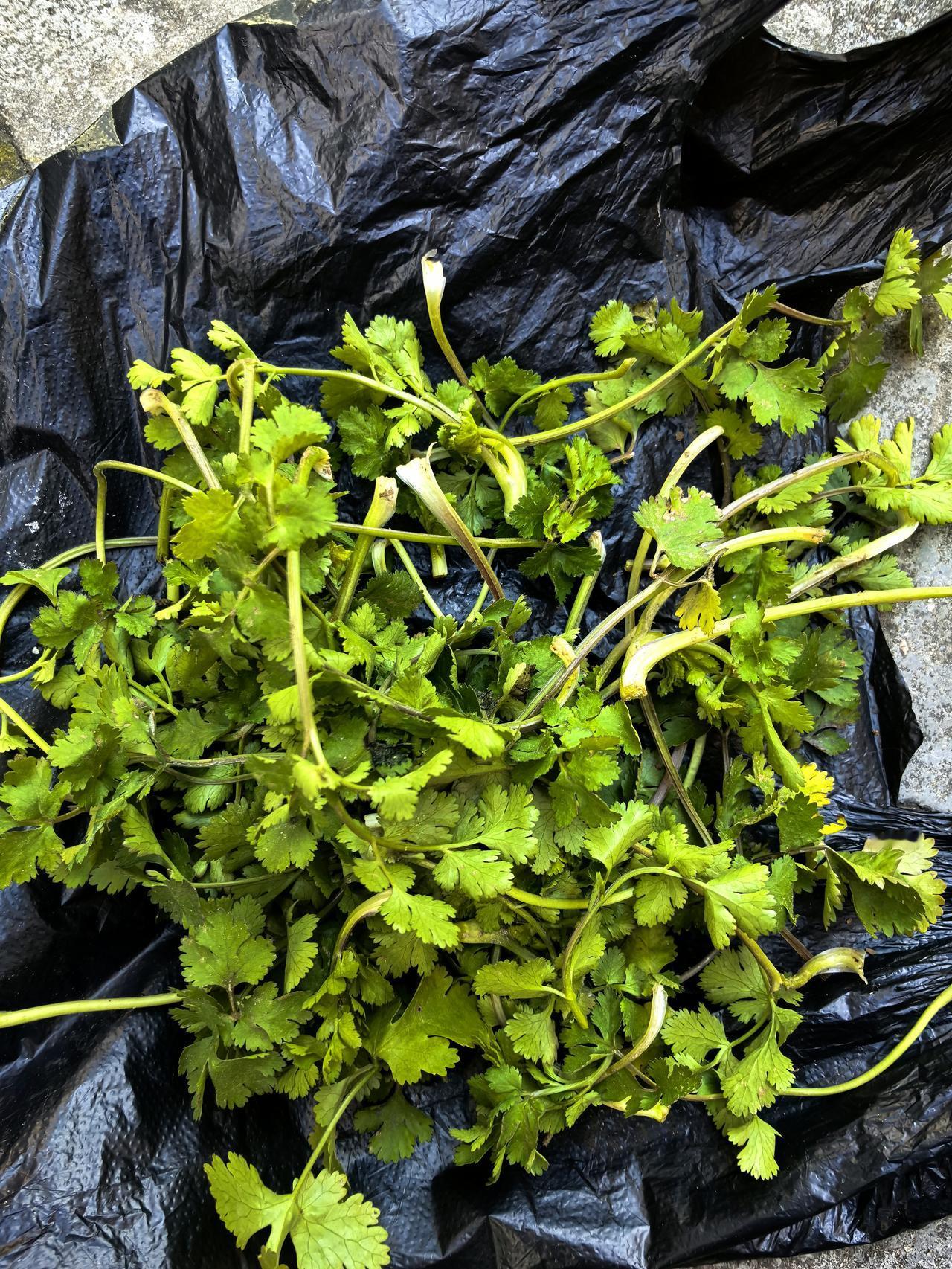 没想到一把青菜救了一个人。中午，我和女儿去朋友家吃喜面，回来后女儿说，她要午