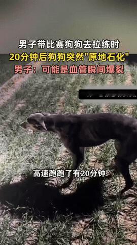 心不是一般的大！河北，男子带着自家狗狗做高速拉练，没想到狗狗狂奔20分钟后突然停