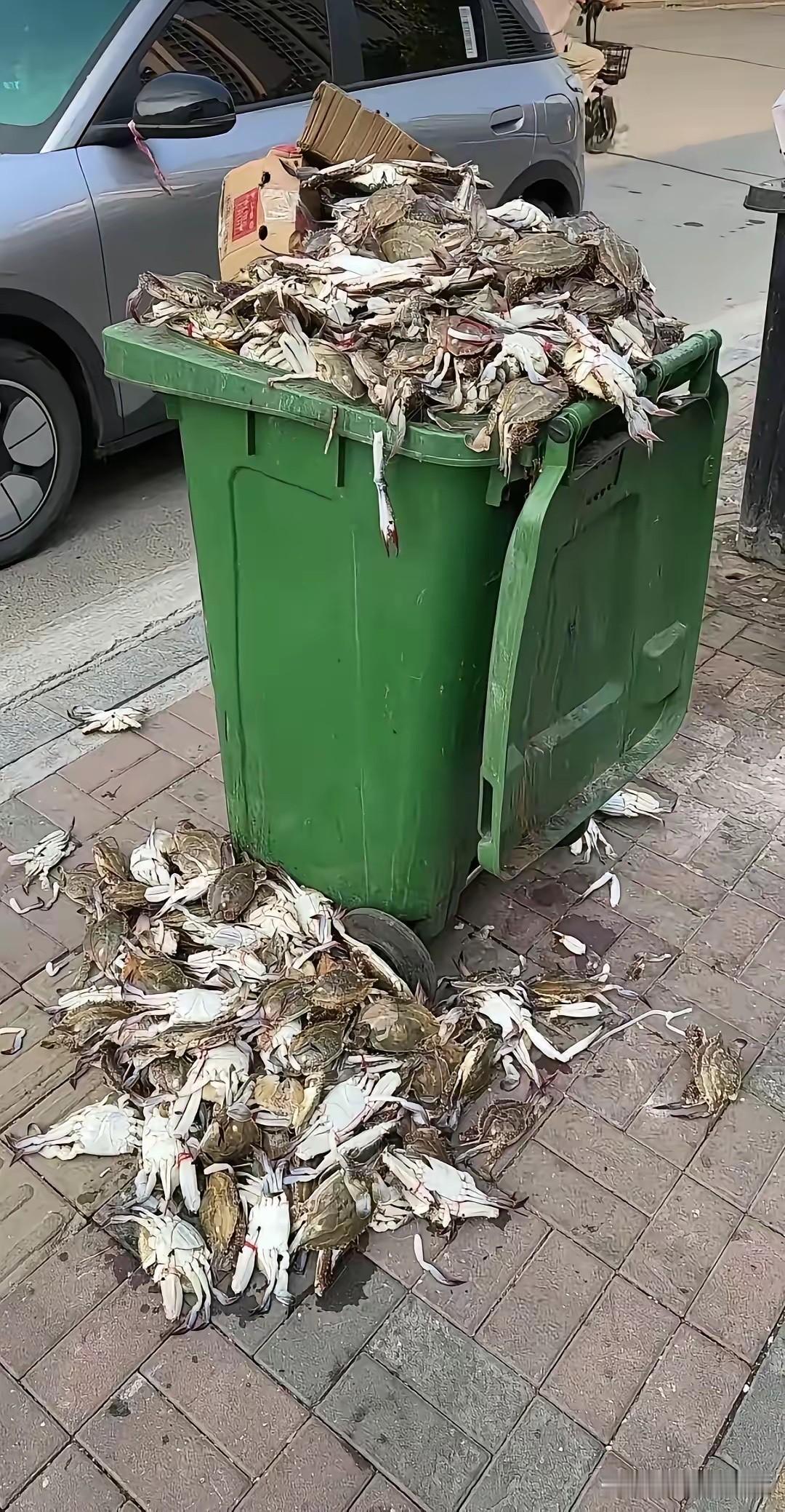 我捡两只回家，你们不会说我吧[捂脸哭]