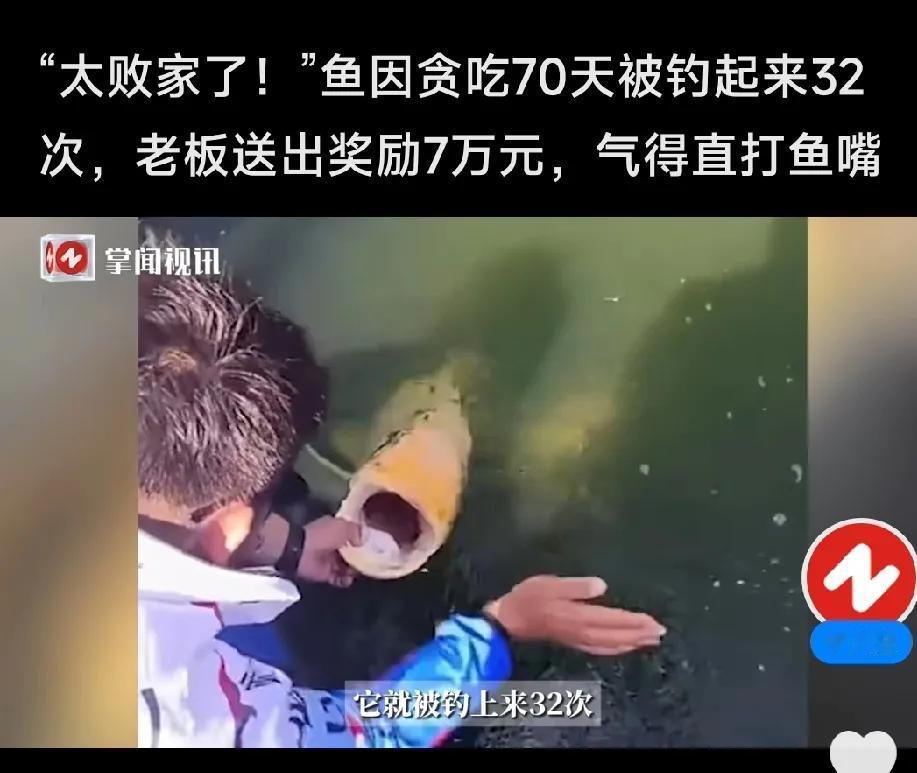 只因鱼儿太贪吃，杭州一钓鱼场老板被一条鱼干掉7万多元。钓鱼场老板选中了一条金