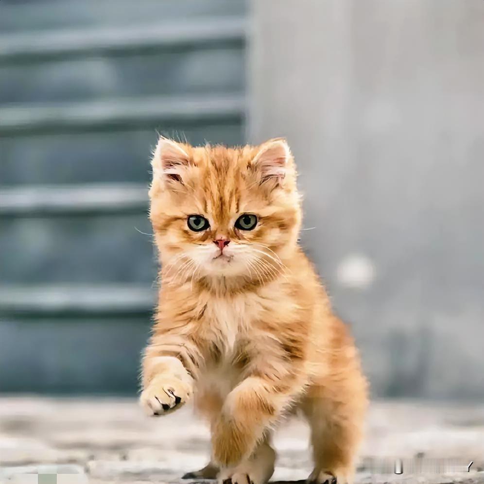 偶遇镜头里的喵星精灵！在街角的灰墙边上，偶然撞见一位摄影师正全神贯注地和一只