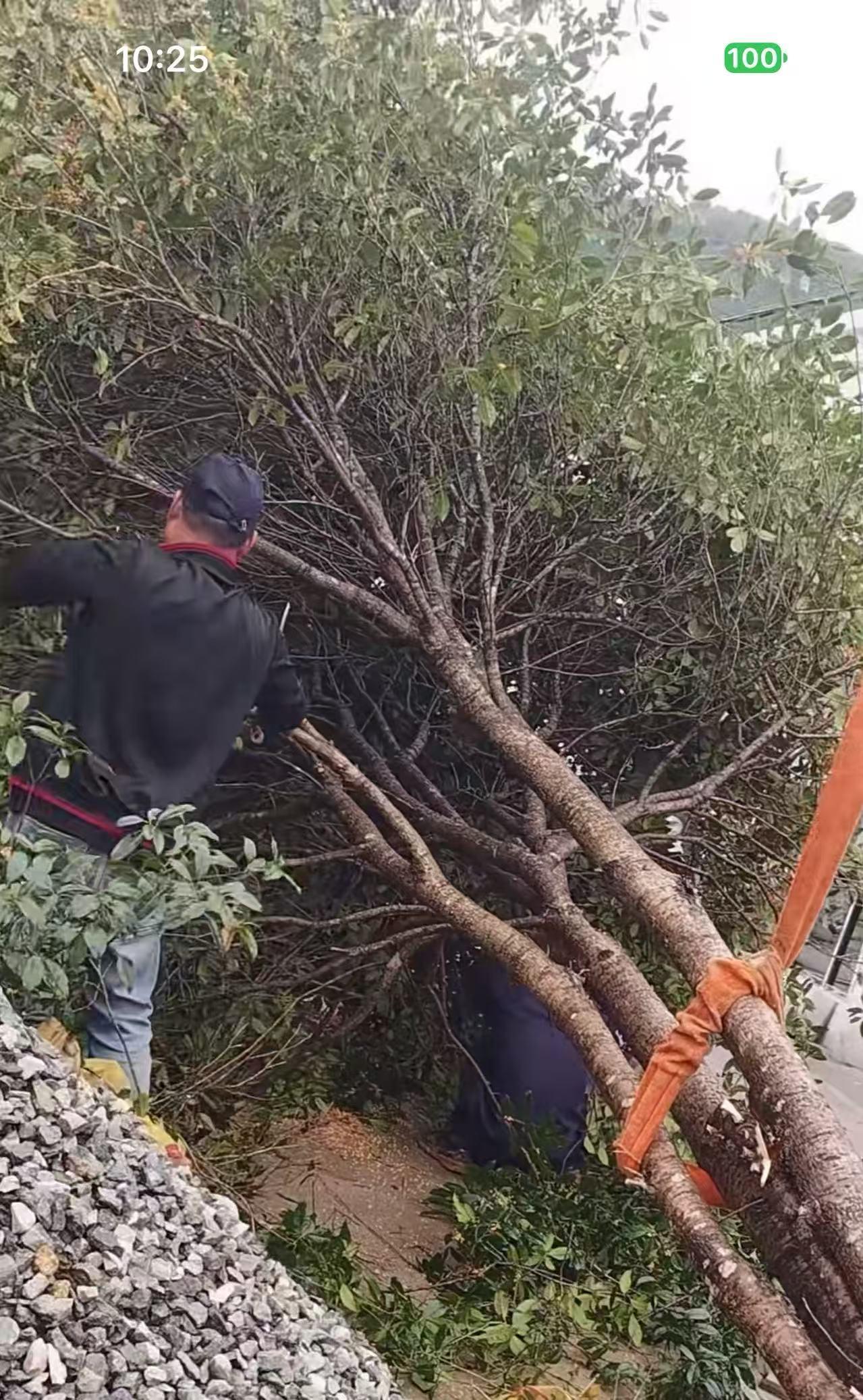 这个吊车师傅太感人了！山东，女子找吊车师傅移栽树木，说好800块钱。可是吊车师傅