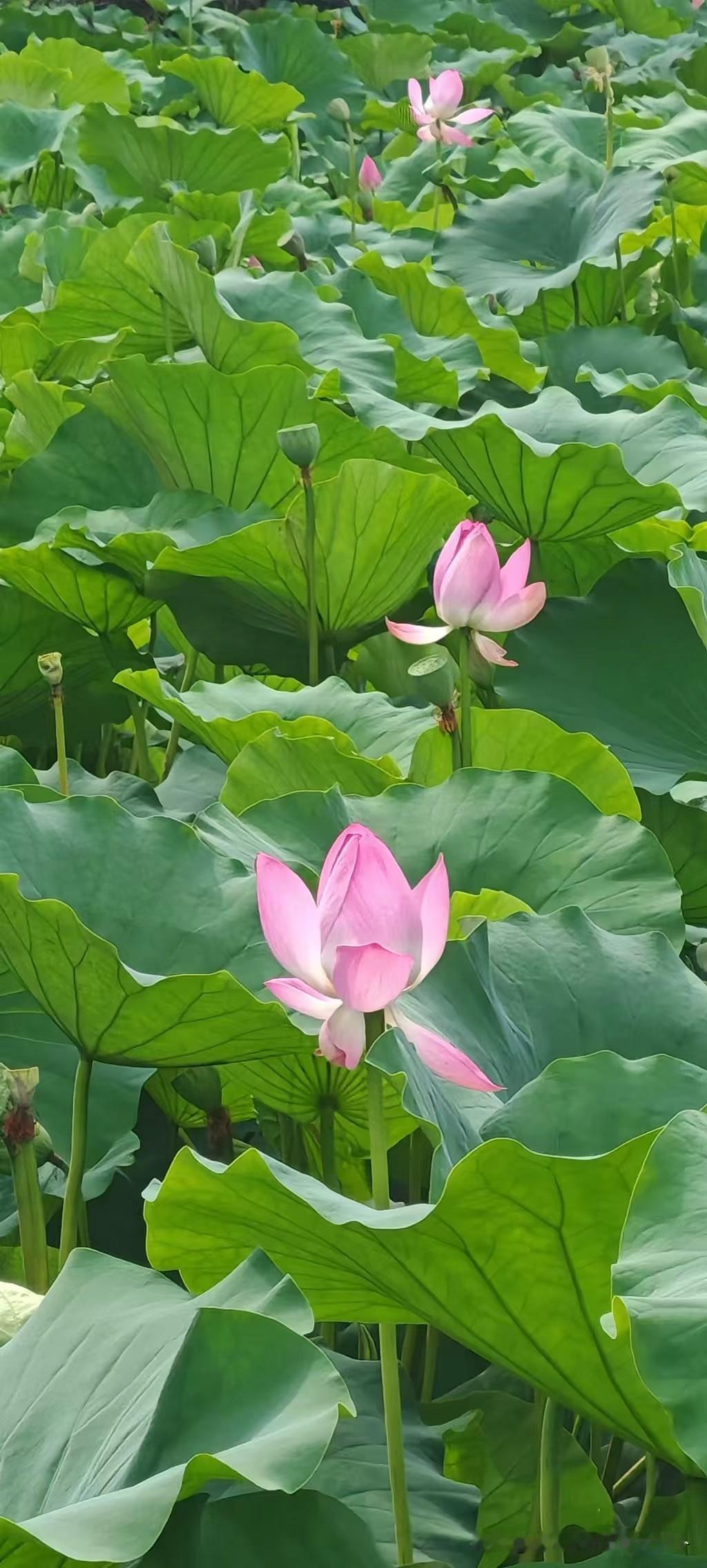 我真是低估了西安的雨了[捂脸哭]，昨晚暴雨，今天早上大暴雨，已经下了几个小时了，下