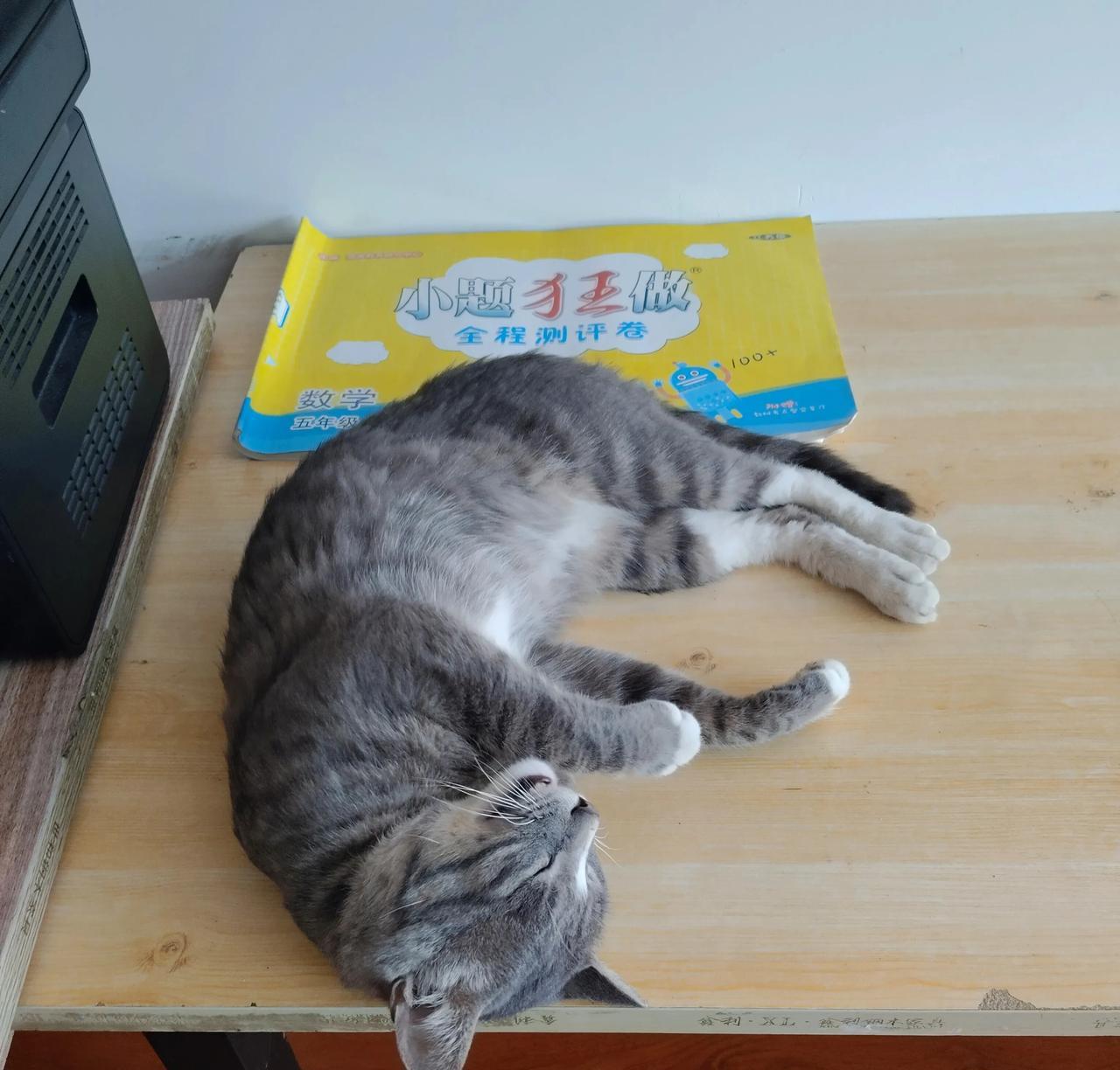 我把猫咪接回来了，不忍心让他跟着熊孩子受罪了，熊孩子也是一百个愿意，他让我赶紧帮