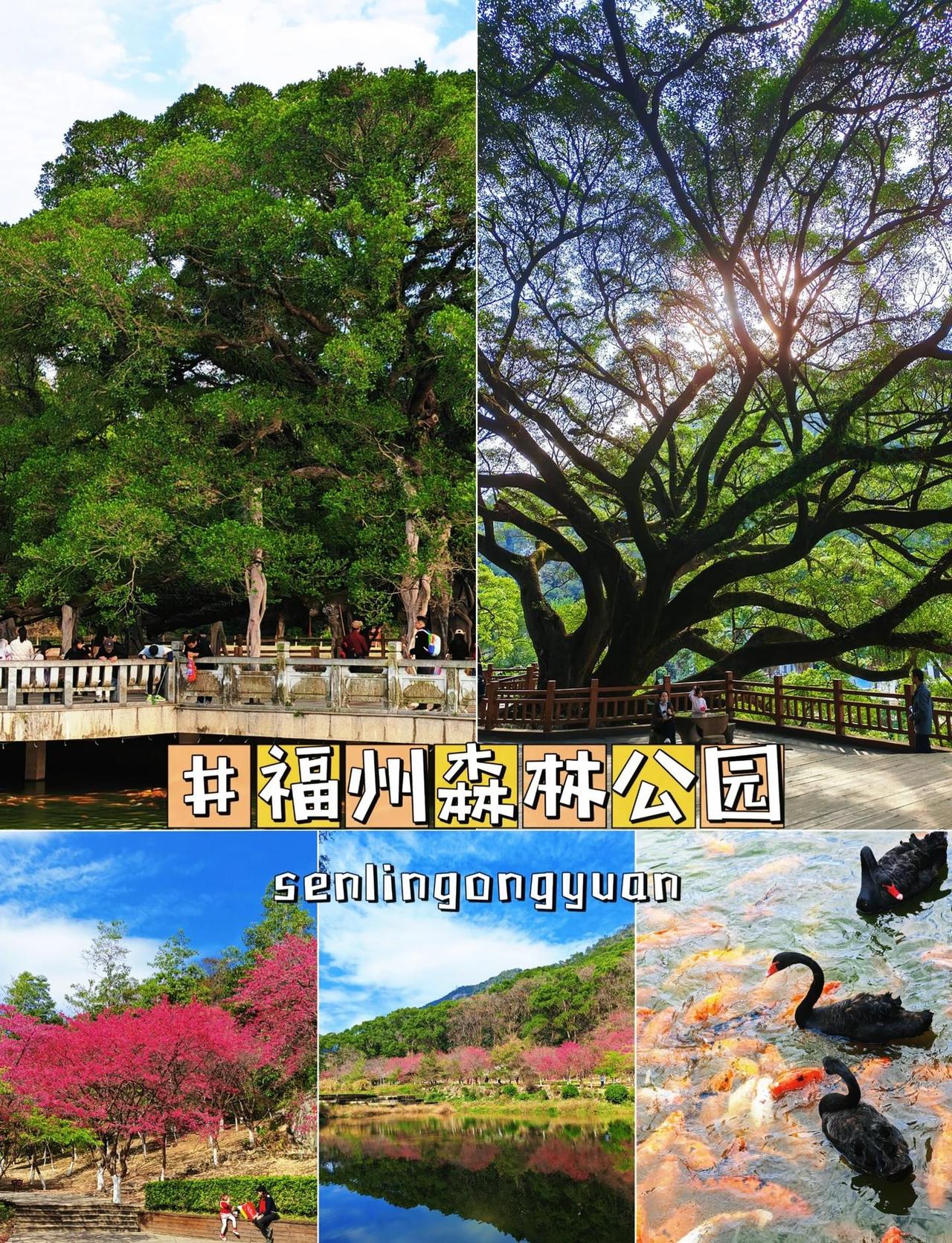 📍来福州总要去一趟森林公园吧|附攻略📍闯入现实版绿野仙踪-福州国家森林公园