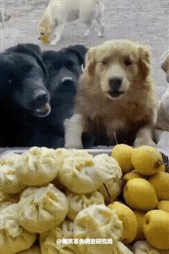排队，一狗一个，叼上往后走！
