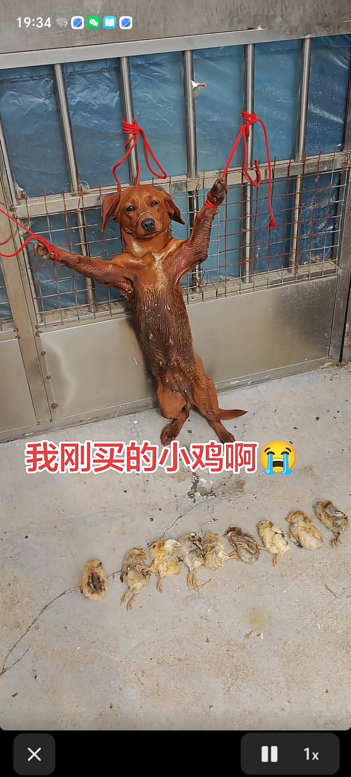 狗子把自家主人新买的9只小鸡仔给咬死了，主人为了惩罚它，用红绳把它固定在了自家大