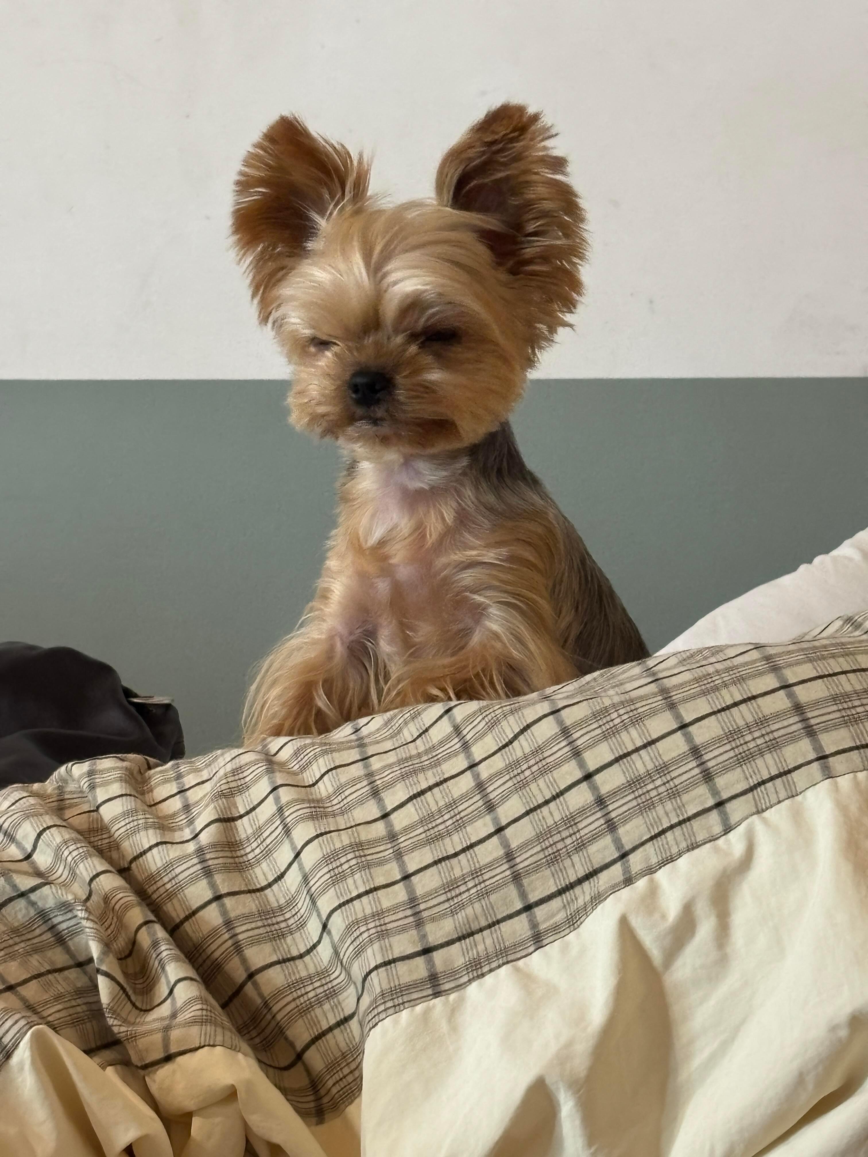 张婧仪🔖仪则剪报2026年7月26日「最近的最近🐶小狗狗的两幅面孔歪头
