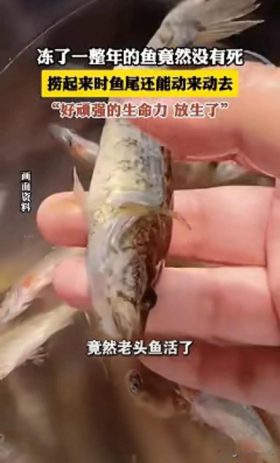 黑龙江一女子在冰柜里发现一条冻了一年的老头鱼，准备解冻后处理。没想到解冻后鱼竟然