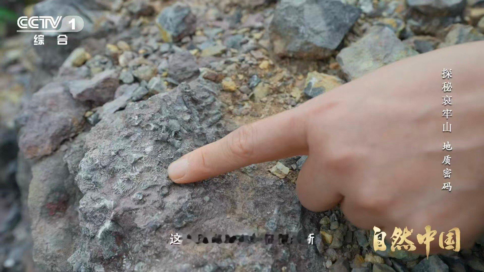 哀牢山顶惊现海底世界哀牢山顶竟藏3.75亿年前珊瑚化石山海逆转的奇迹！哀牢山用