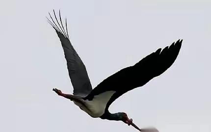 武汉一只国家一级保护动物黑鹳，嘴被一个东西死死箍住，一口东西都吃不了。更要命的