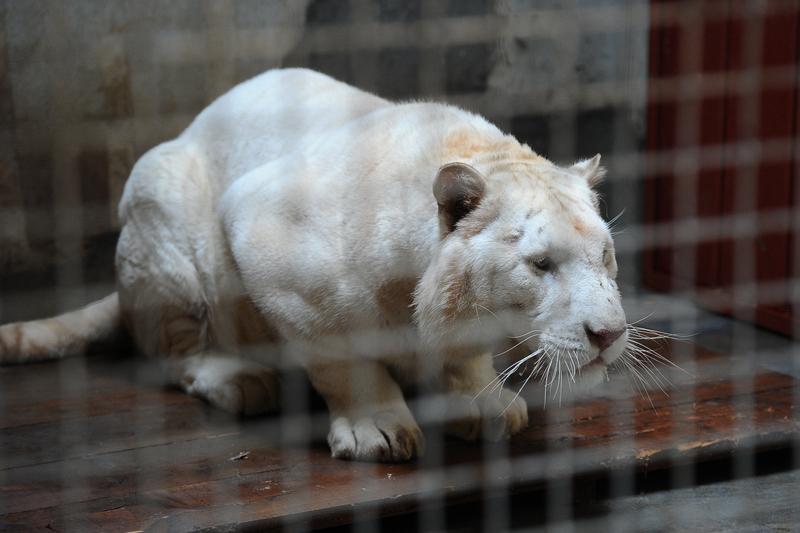 你知道吗，虎界还真有类似金渐层银渐层的存在。白虎就像是虎界的“银渐层”，它浑身雪