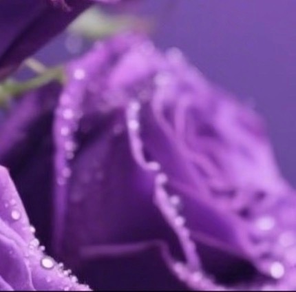 每日一善💜月尹星邱兔种植｜紫罗兰0000紫罗兰花型精致，花瓣轻盈，开花时一簇