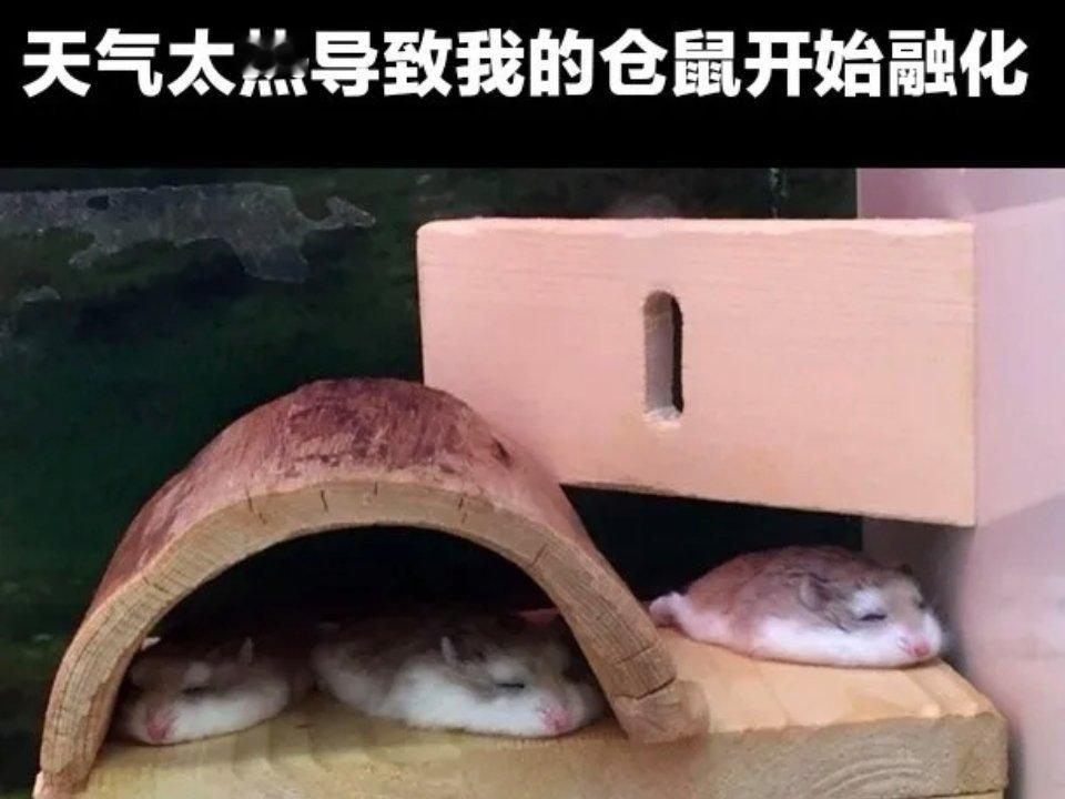 中鼠了​​​