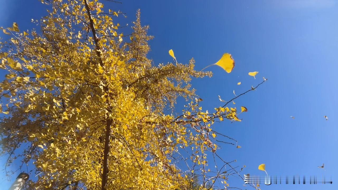 立冬后，碧空万里，黄叶飘飘，虽是无边落木萧萧下，但今时不同往日，不会感喟万里悲秋