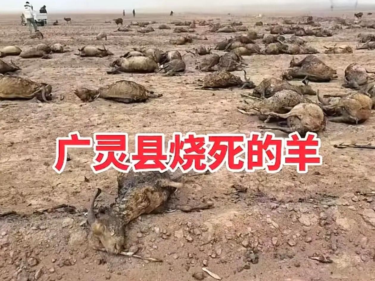 山西大同的一位残疾养殖户只剩下一只左手，依靠170只绒山羊养活了包括自己在内的1