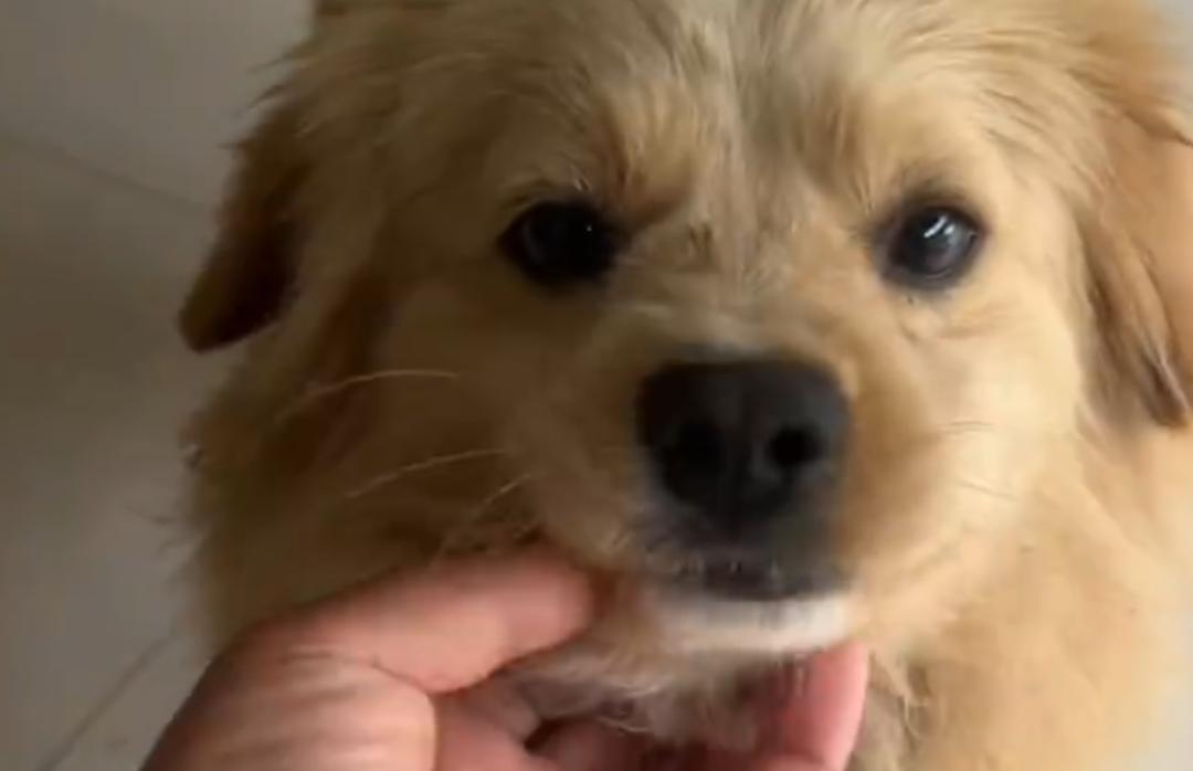 狗狗对主人的忠诚，对主人的依恋难以想象，有时足以令人涕泪横流。前不久，安徽亳州