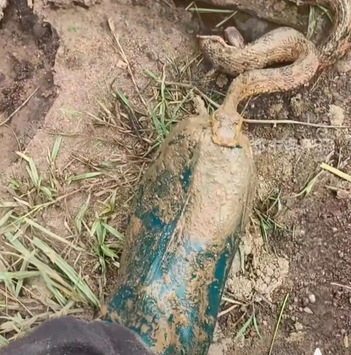雨鞋：成了去地府之间的唯一屏障！云南一村民被烙铁头蛇咬了鞋，人没事。看完新闻