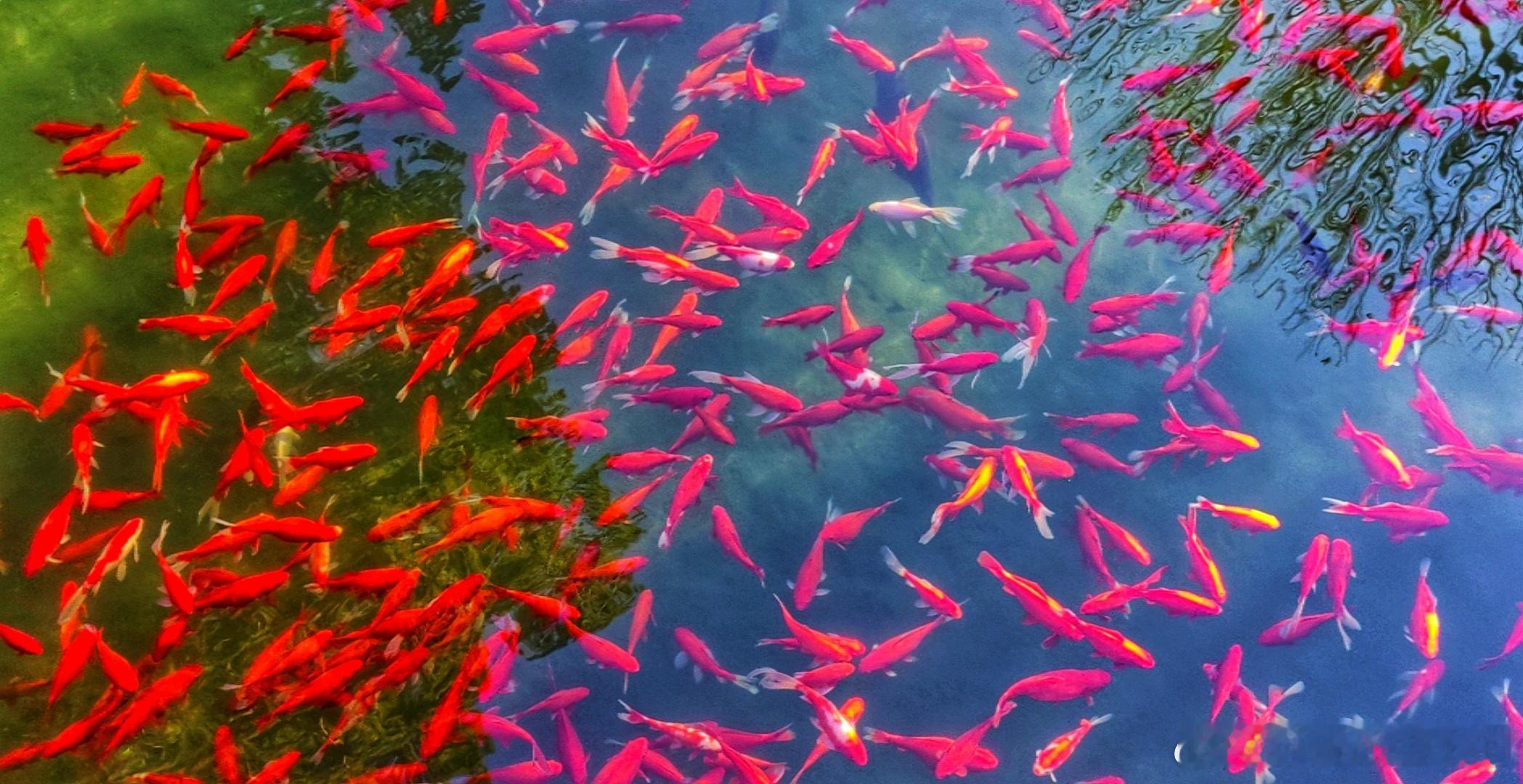 2026新年快乐！摄影