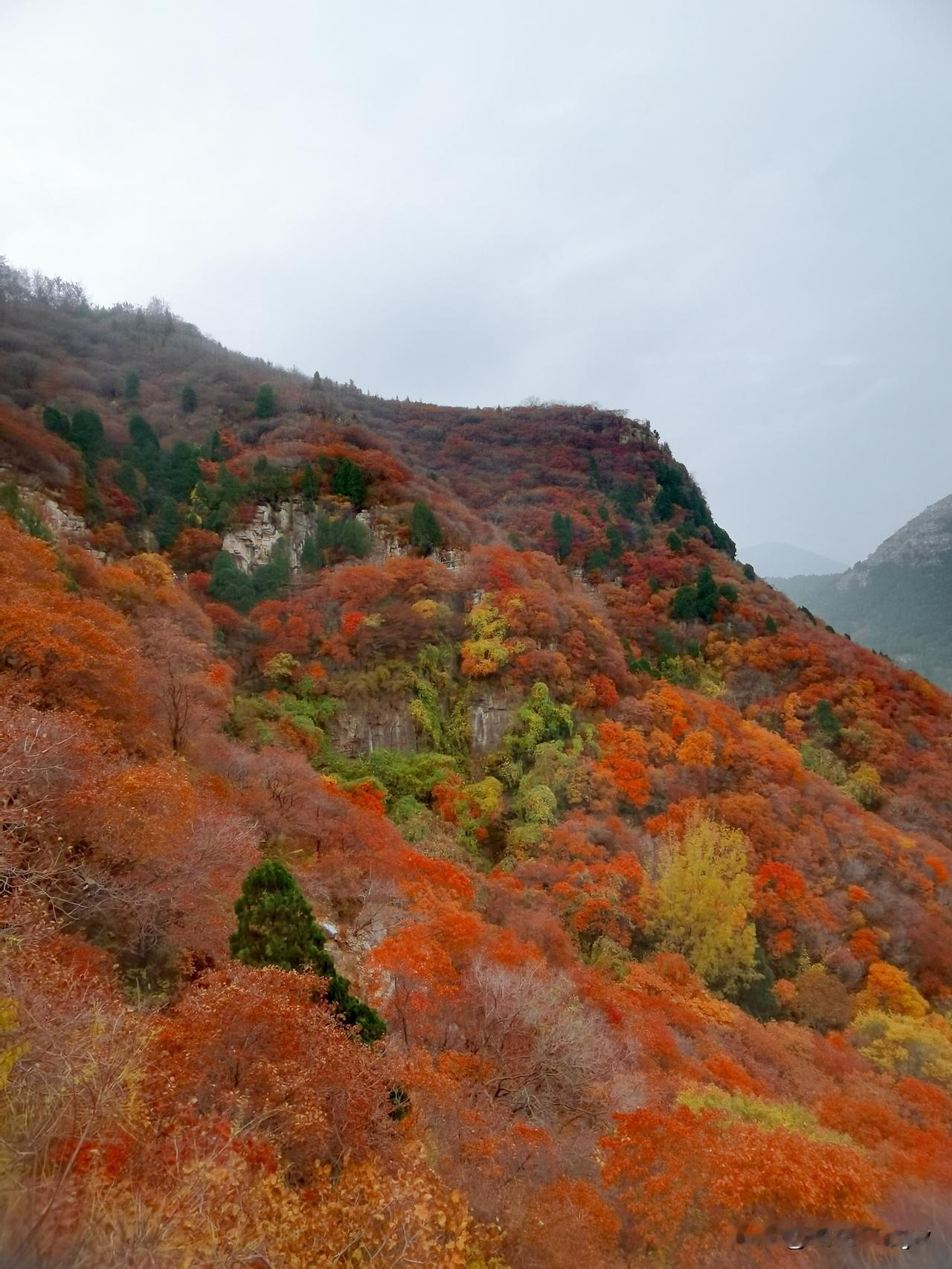 五彩斑斓的秋色，铺满了大地，澄碧了天空，醉了心[大笑]…