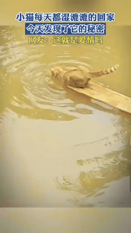 万万没想到！小猫每天都湿漉漉的回家，主人悄悄跟踪，终于揪出了它隐藏许久的小秘密。