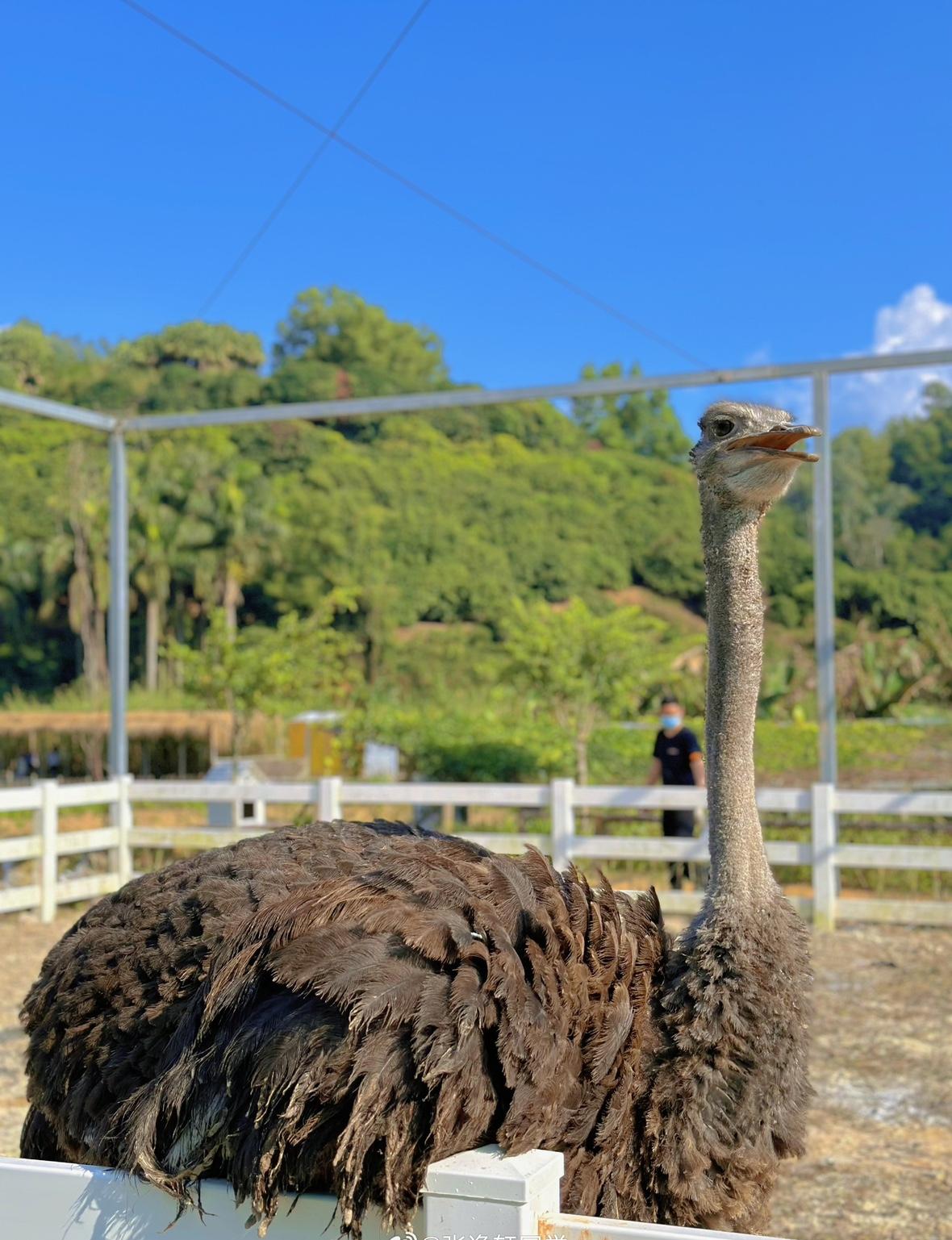 刷手机刷到一条让人羡慕到流口水的消息：一位山东大哥在三亚一口气买了上百套房，听起