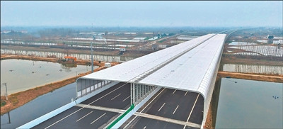 长江大桥生态守护记：为飞鸟降噪 为江豚筑巢