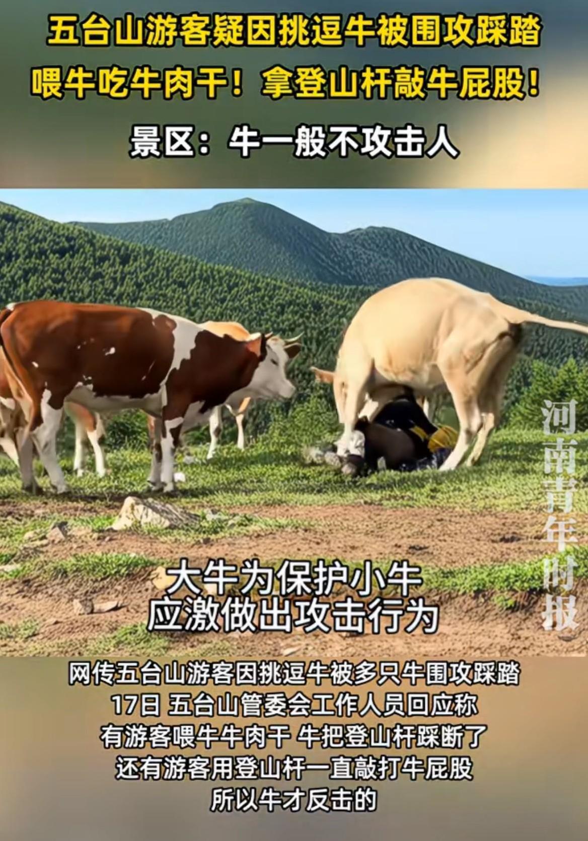 "快，快，救救我”！随着一声声惨叫闻声望去，原来是一名游客被几头壮牛不停的踩踏着