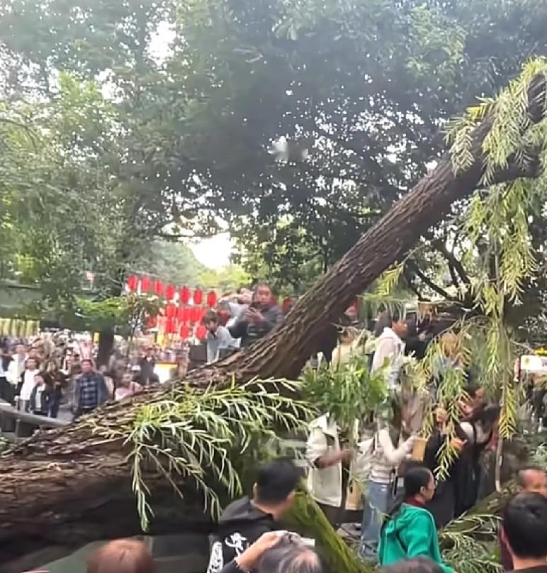 到底是天灾还是人祸？成都武侯区公园内，一大早，很多人都在这里散步游玩可就在园