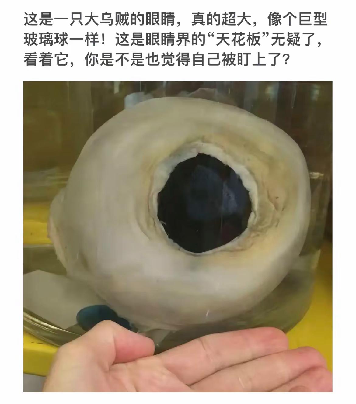 超大眼睛，被瞪得不敢动弹！