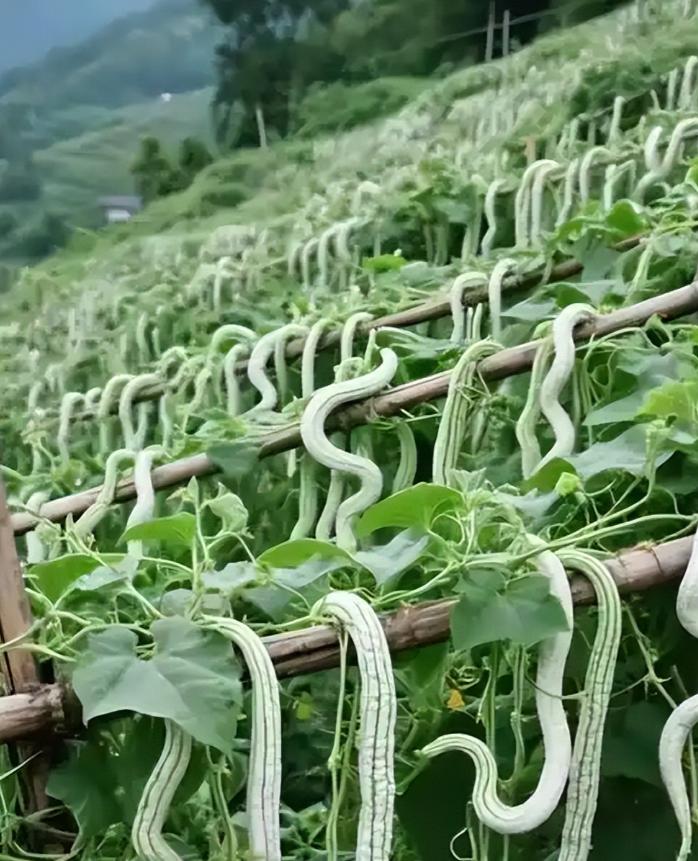 印度蔬菜为何不被认可？其中最典型就是蛇瓜。这种原产印度、外形酷似长蛇的瓜类亩产最