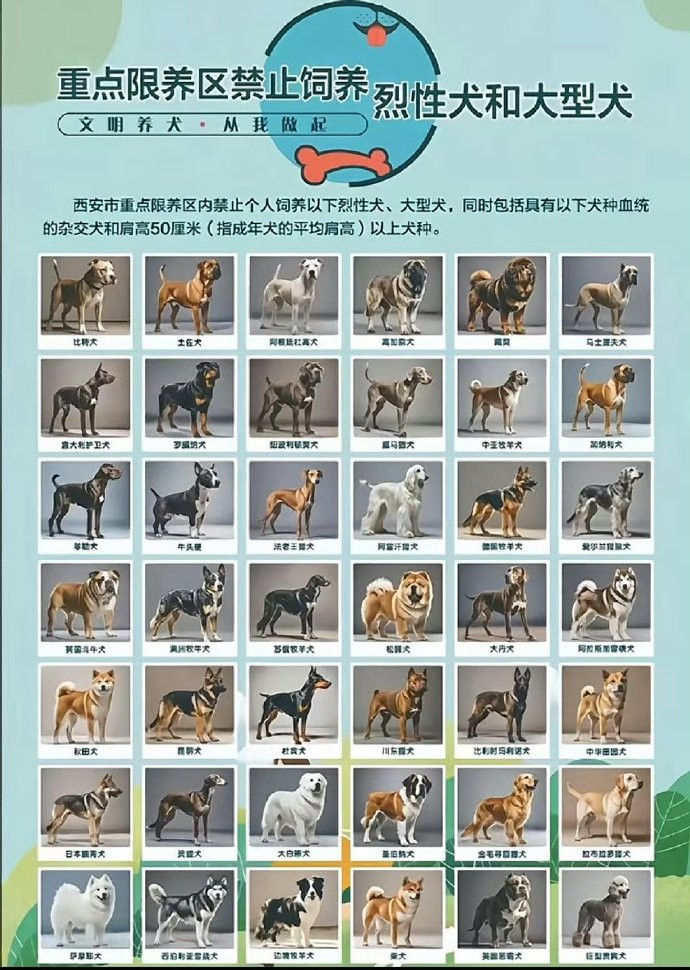 中华田园犬禁养不知道这个西安禁养犬的规定和名单是怎么拟定的中华田园犬禁养那还真