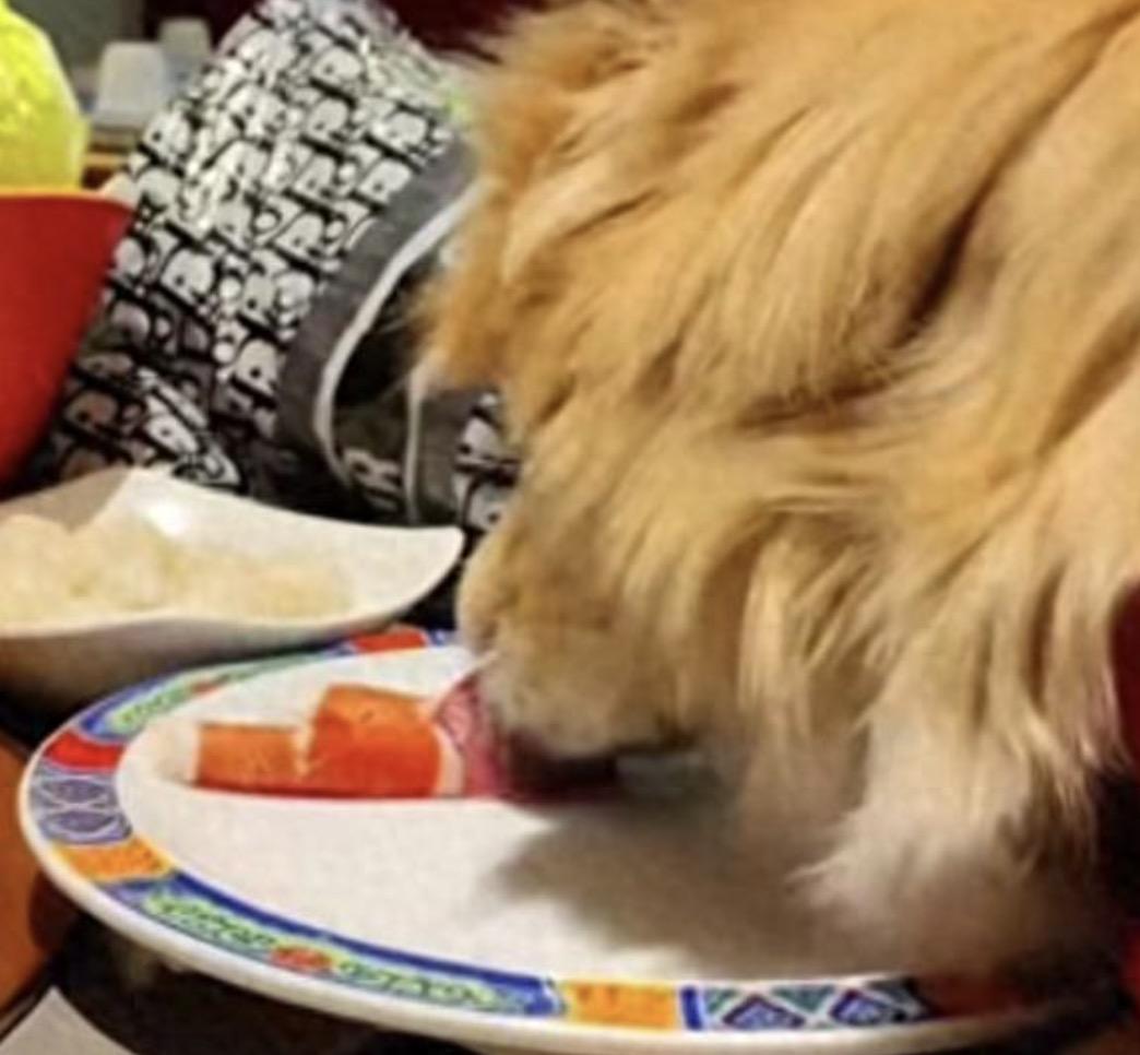 为何现在大家对宠物狗是颇有微词，说白了还不是一些养狗人自己作的！12月18日有