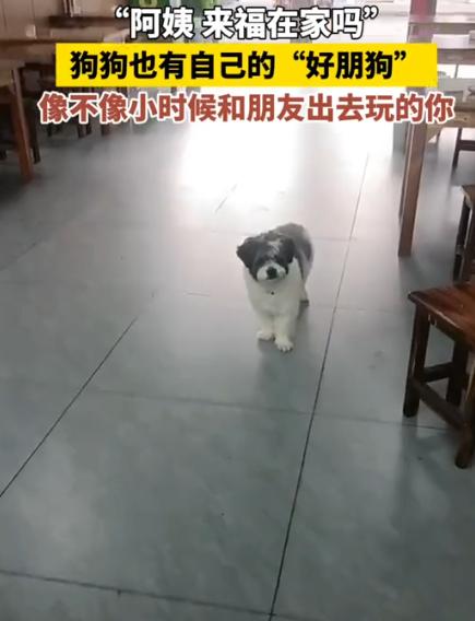 “太有灵性了！”贵州，女子看到一只狗来到家里。突然，她对楼上喊:“来福，你朋友