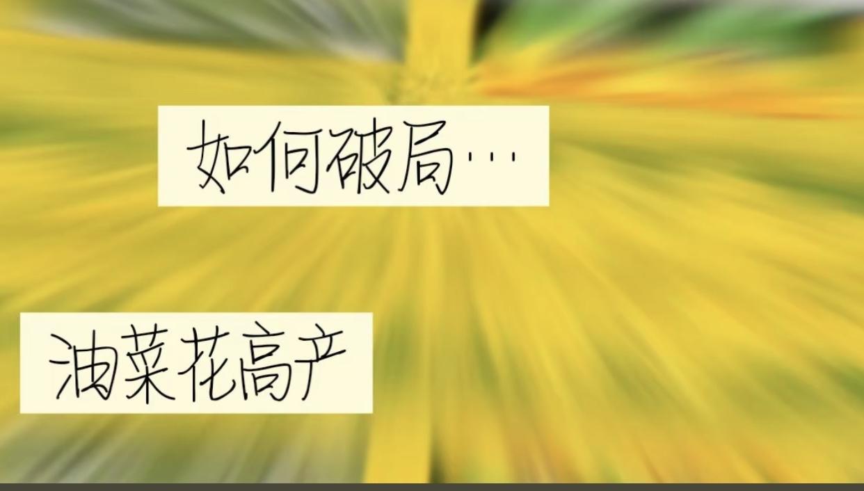 现在是油菜花开得最旺的时候，本该是最开心的丰收季，可江西、湖北、安徽不少人却