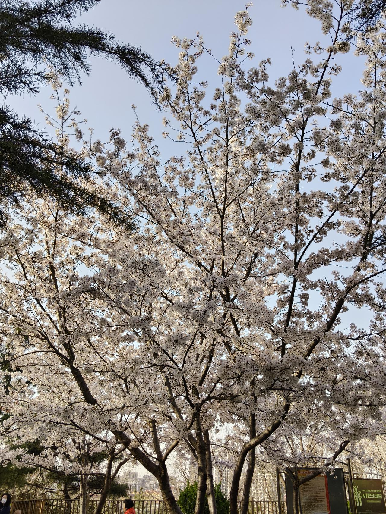 一笔发了四十年的军功奖励东魏高敖曹是世家大族出身，年轻时就以勇武冠绝三军。当