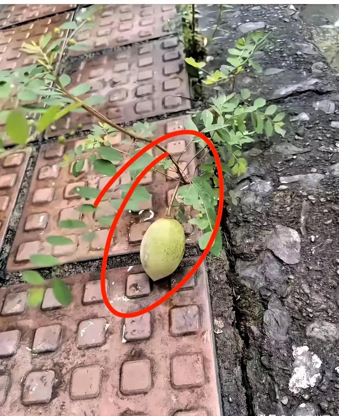 湖南，一大爷饭后出门散步，路过街边步道的时候，无意间在地砖缝隙里看见一株野树，走