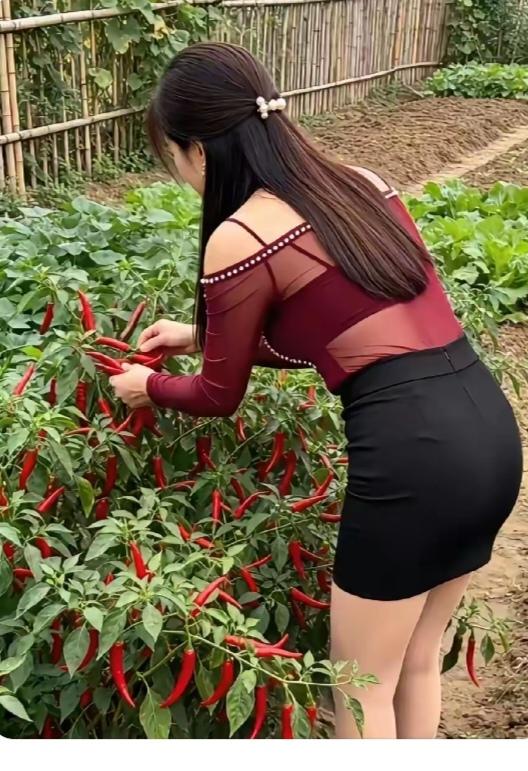赞“景色美”农家菜园品种多；茄子辣椒和黄瓜；有红有绿颜色多；美女院中摘红