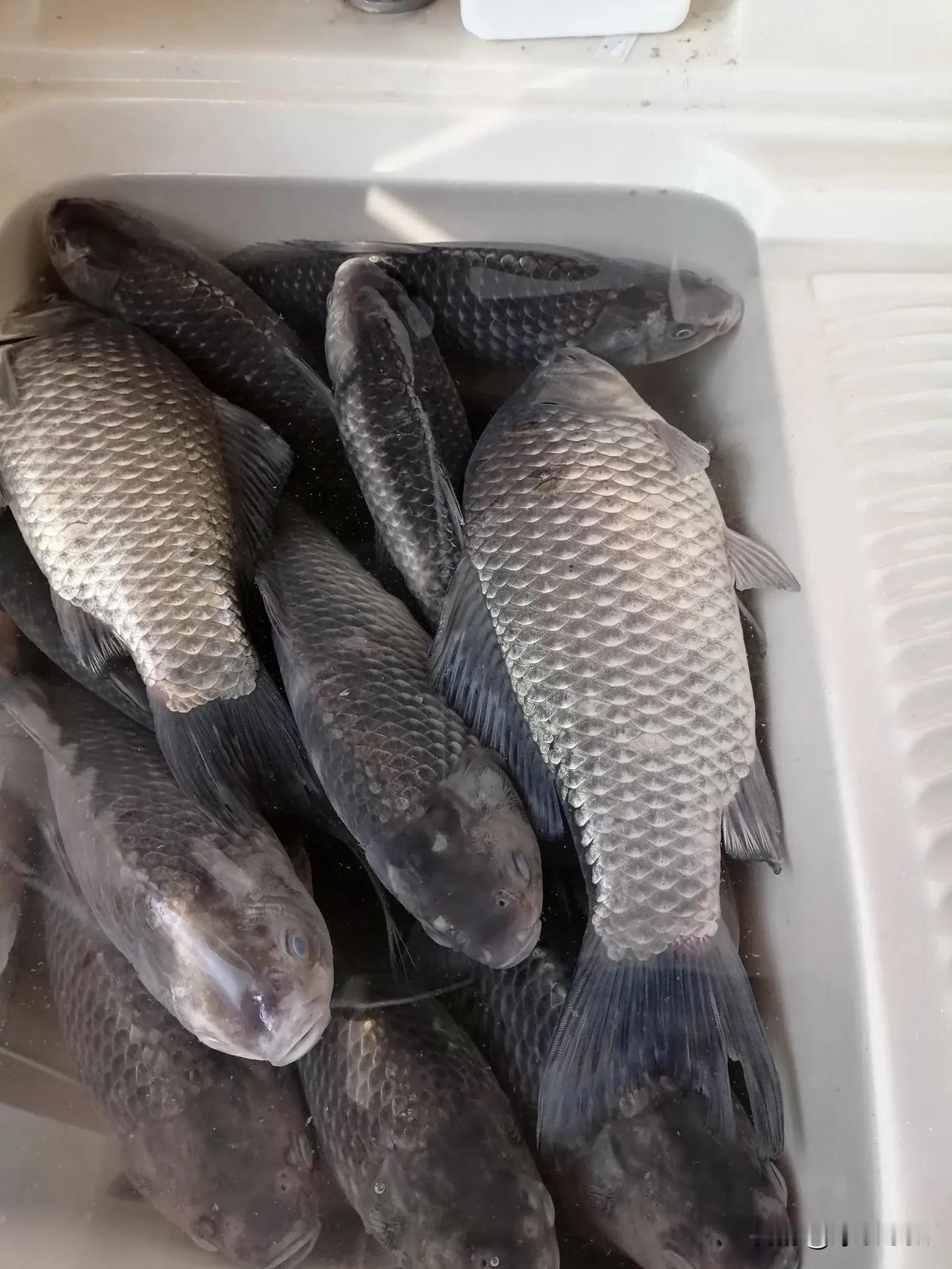 前段时间我老公在鱼塘钓了56条鱼，拿回来15条，我在小区群里卖了10条赚了100