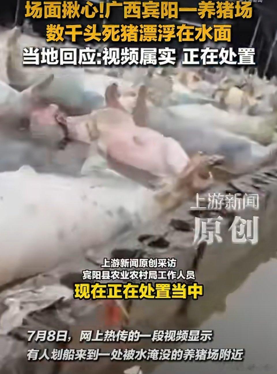 数千头死猪中一头活猪游向船只广西宾阳受台风暴雨洪涝侵袭，养猪场被洪水淹没，数千头