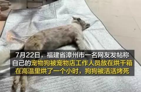 吴女士有事把自家的边牧送到宠物站寄养。没成想这个决定，造成了狗和主人的阴阳两