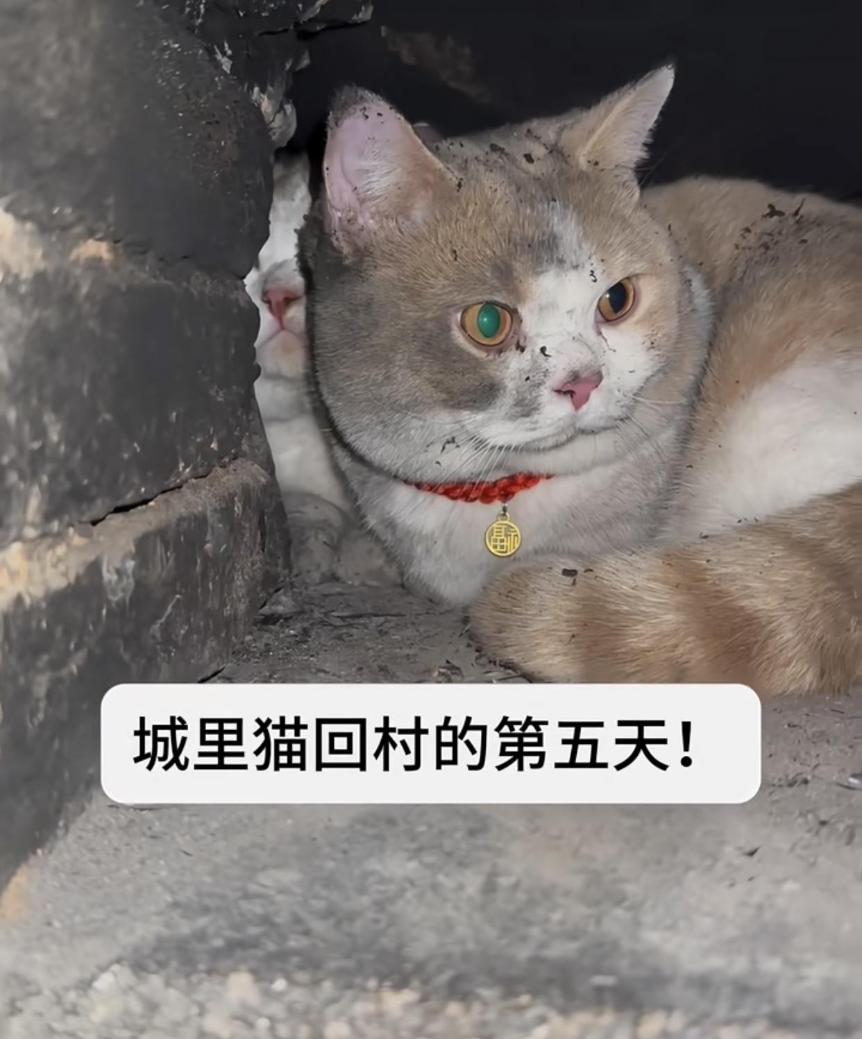 城里猫回村第五天，已经彻底“入乡随俗”了😂昨天晚上我在厨房忙活，一转头就