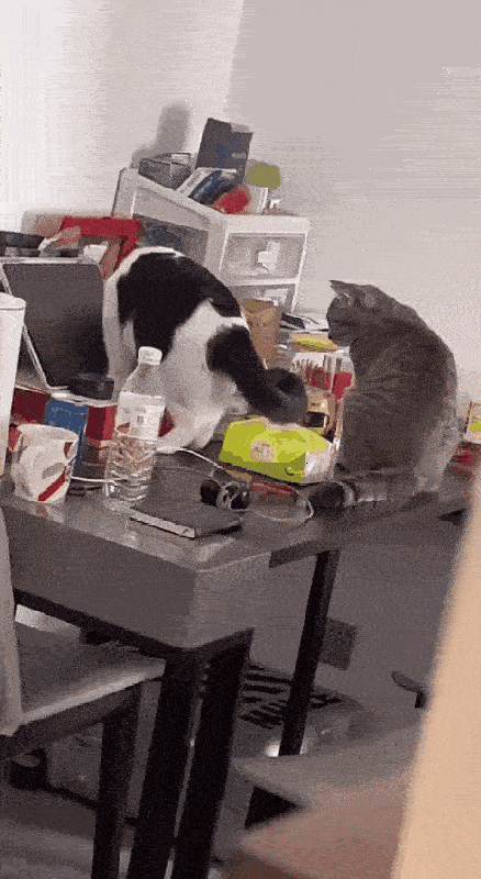 花猫以为女主人吃的药片是美食，叫上同伴，在桌子上一顿翻找。终于，花猫找到了那板胶