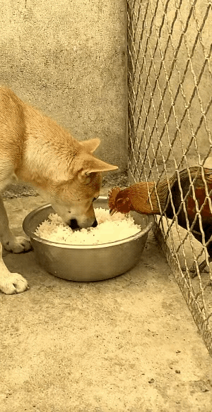 狗子：鸡哥，你越过头啦。