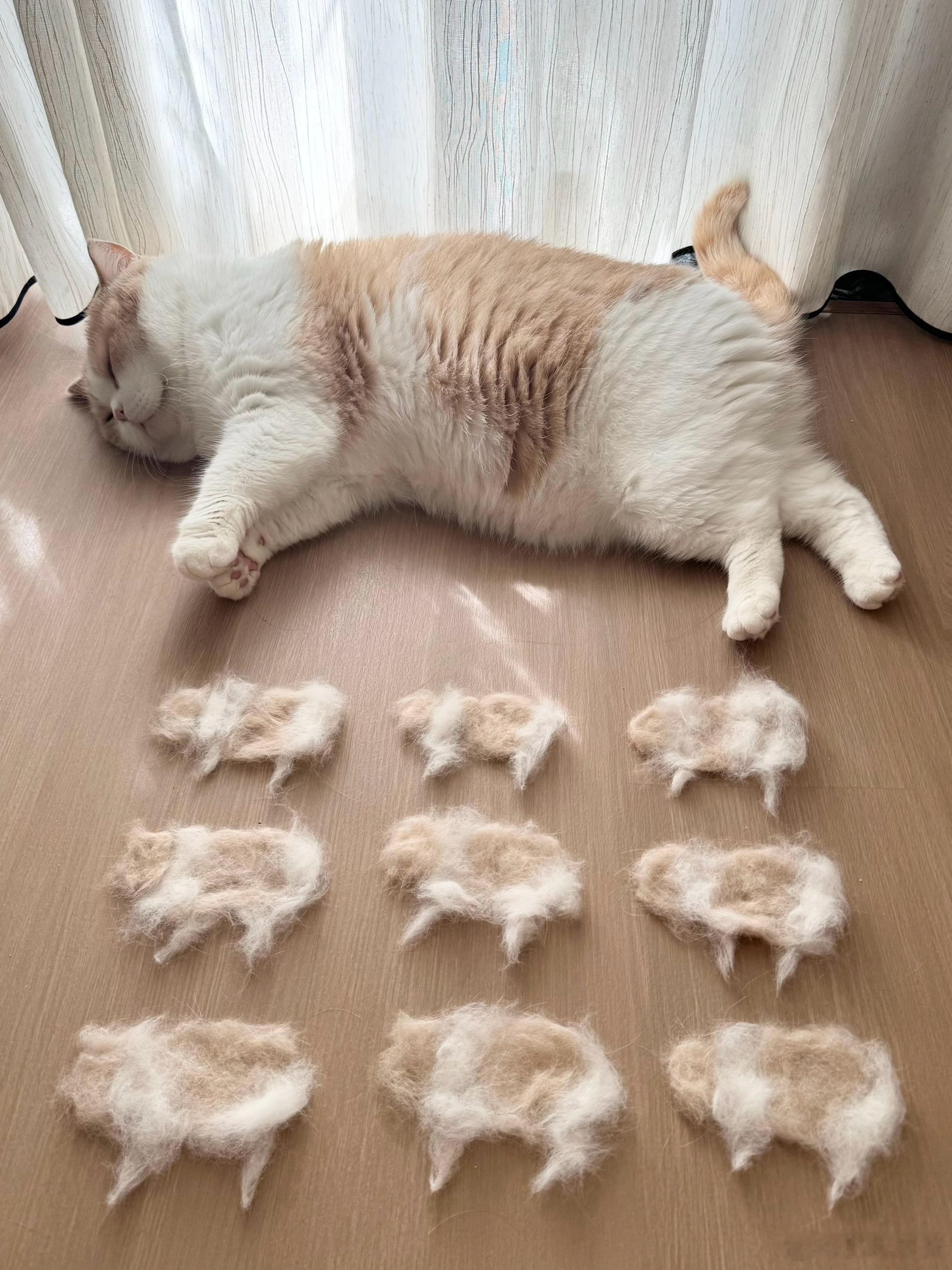 父子平安！一窝9个🐱​​​