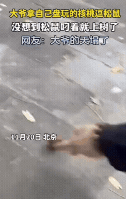 前几天下午北京一公园里，王大爷遛弯时摸着一对核桃。他看见附近有只灰松鼠，就往地上