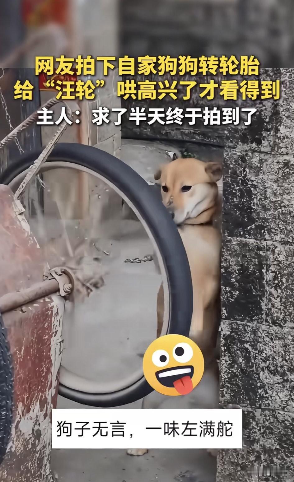 一位大哥养了一只狗狗，平时就非常宠爱它，狗狗也很听话，最近大哥发现狗狗居然喜欢去