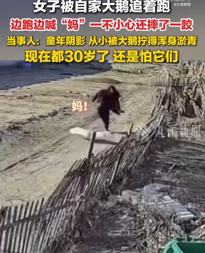 “简直是童年阴影！”辽宁盘锦，女子家里养了4只大鹅，一母三公。本来相安无事，结果