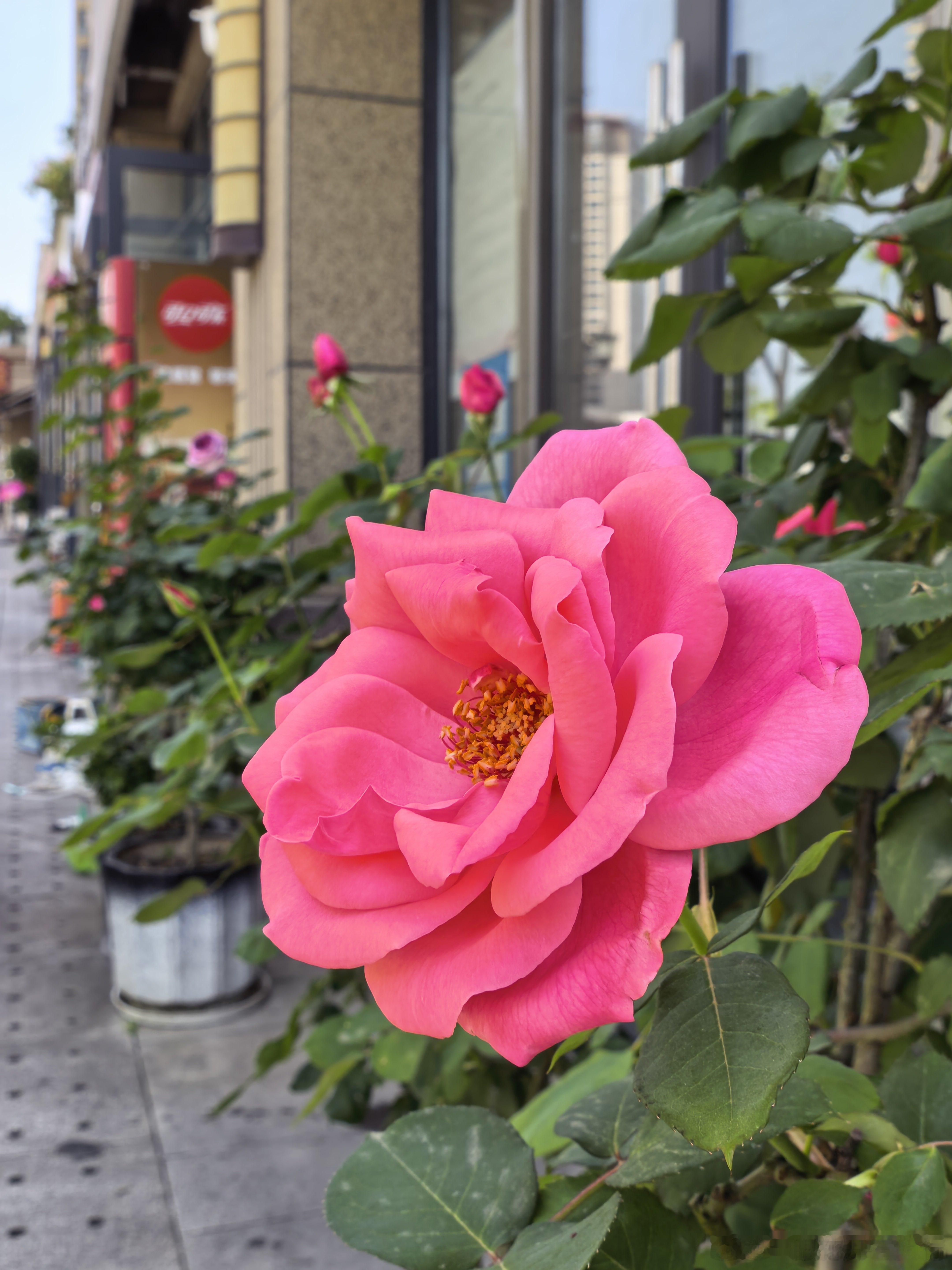 每个身体问题，都有一种荷尔蒙可以治愈情绪问题与荷尔蒙对应关系：-压力→